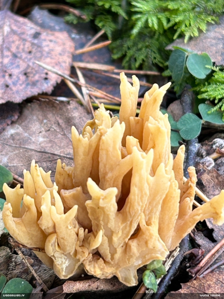 Korallene Ramaria sp.