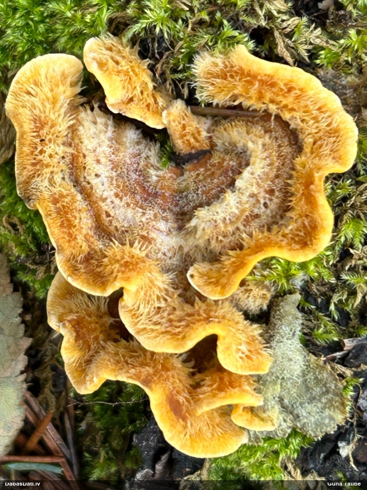 hairy Stereum