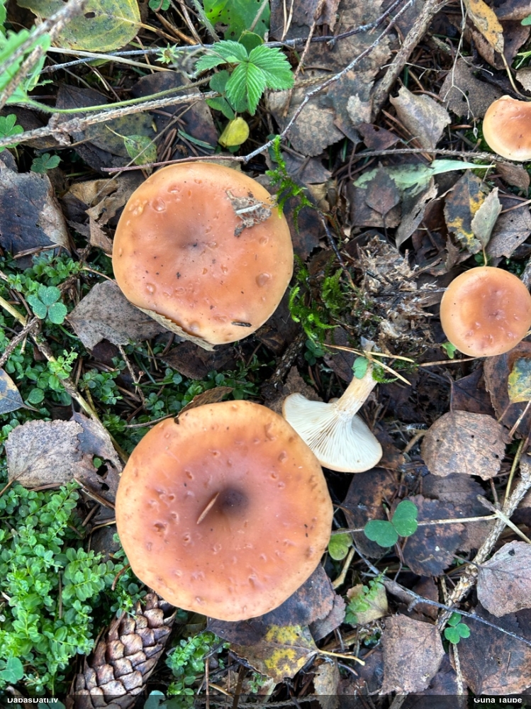 Lapiņsēne (nenoteikta)