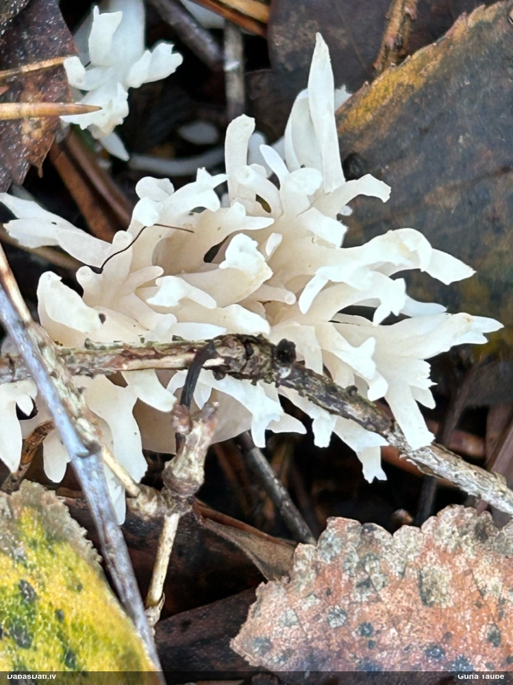 Koraļļveidīga sēne (nenoteikta)