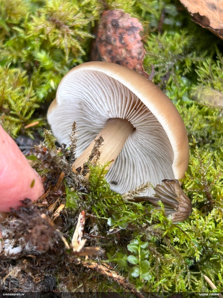 Sviesta vērdiņsēne
