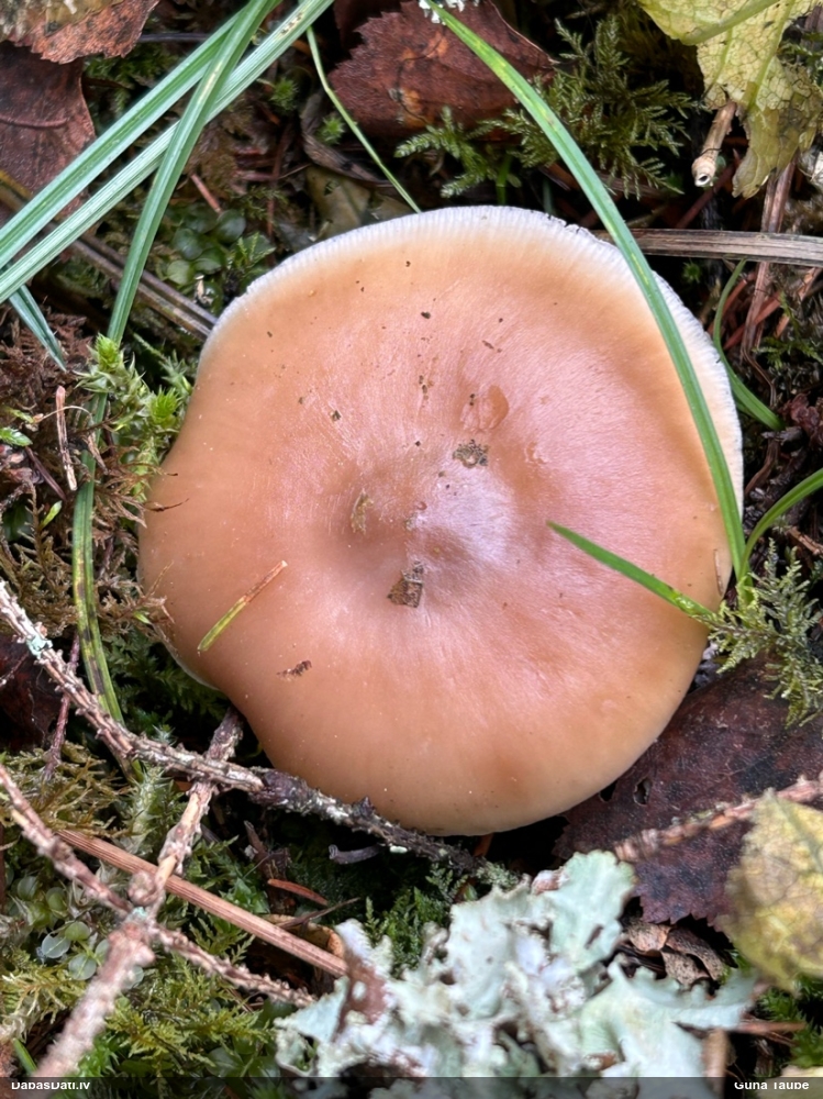 Sviesta vērdiņsēne