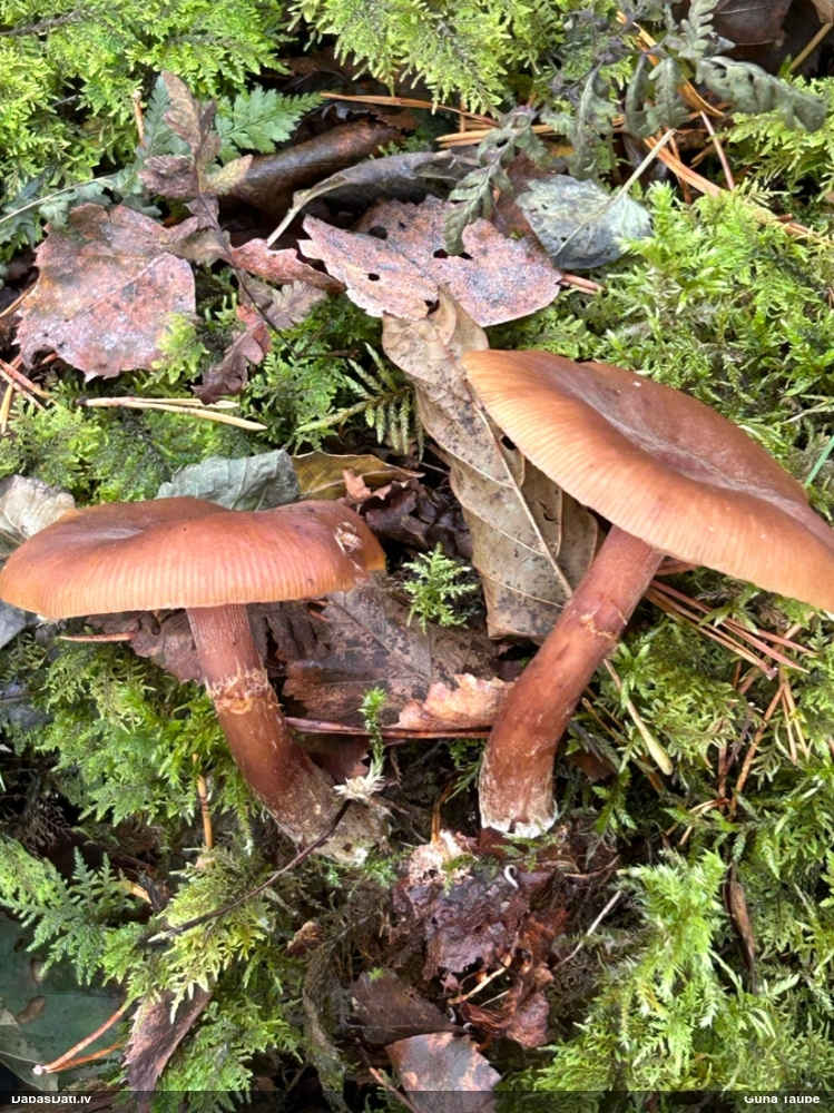 Lapiņsēne (nenoteikta)