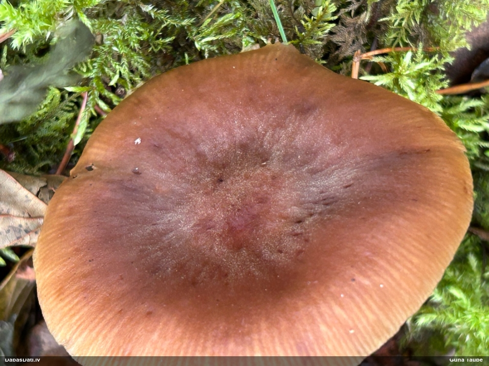 Lapiņsēne (nenoteikta)
