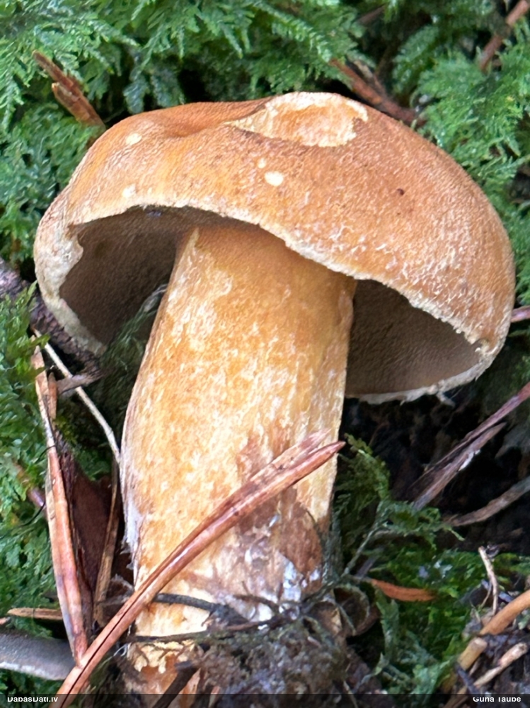 Priežu sviestbeka