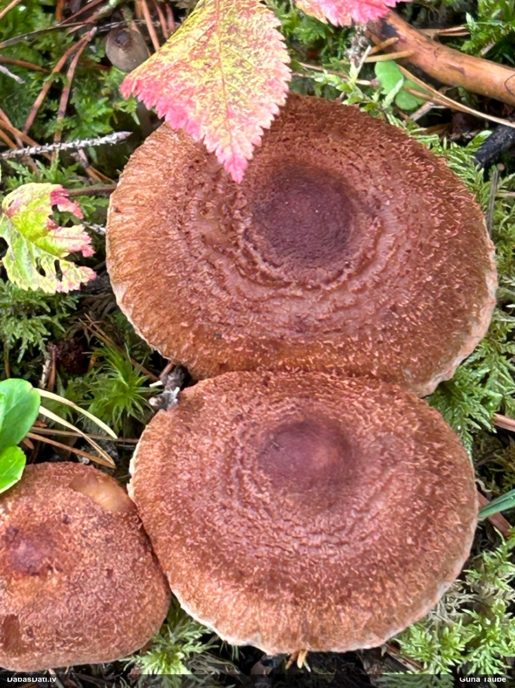 Tīmeklene Cortinarius sp.