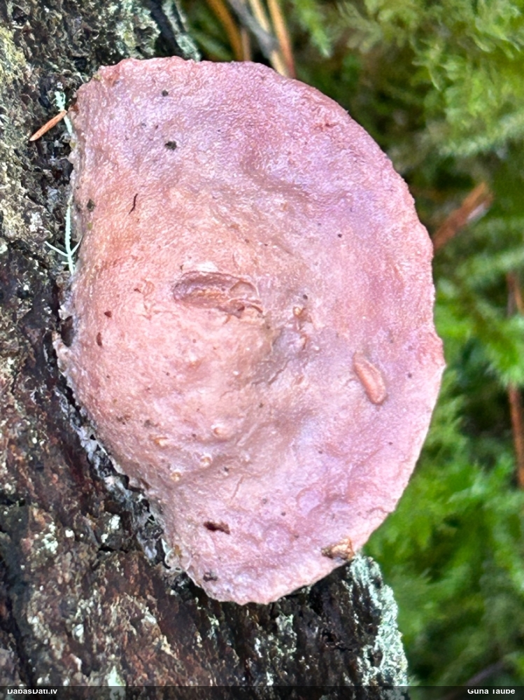 Maigā mīkstpore