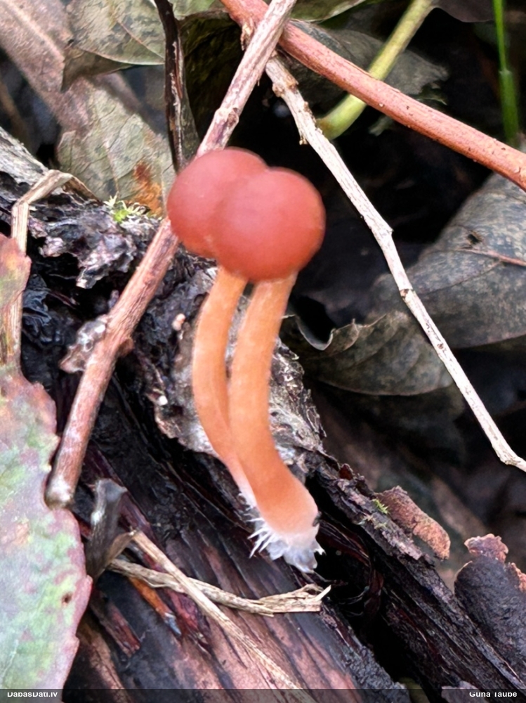 Sārtā bērzlapene