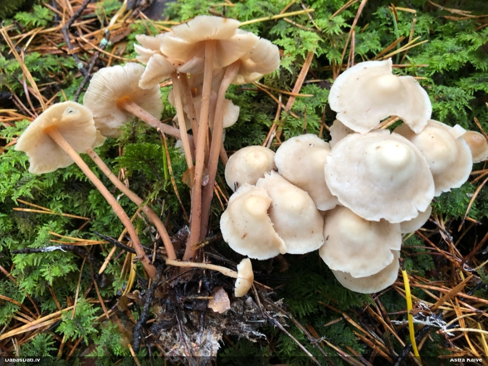 Kopaugošā vērdiņsēne