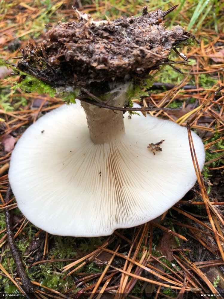 Lapiņsēne (nenoteikta)