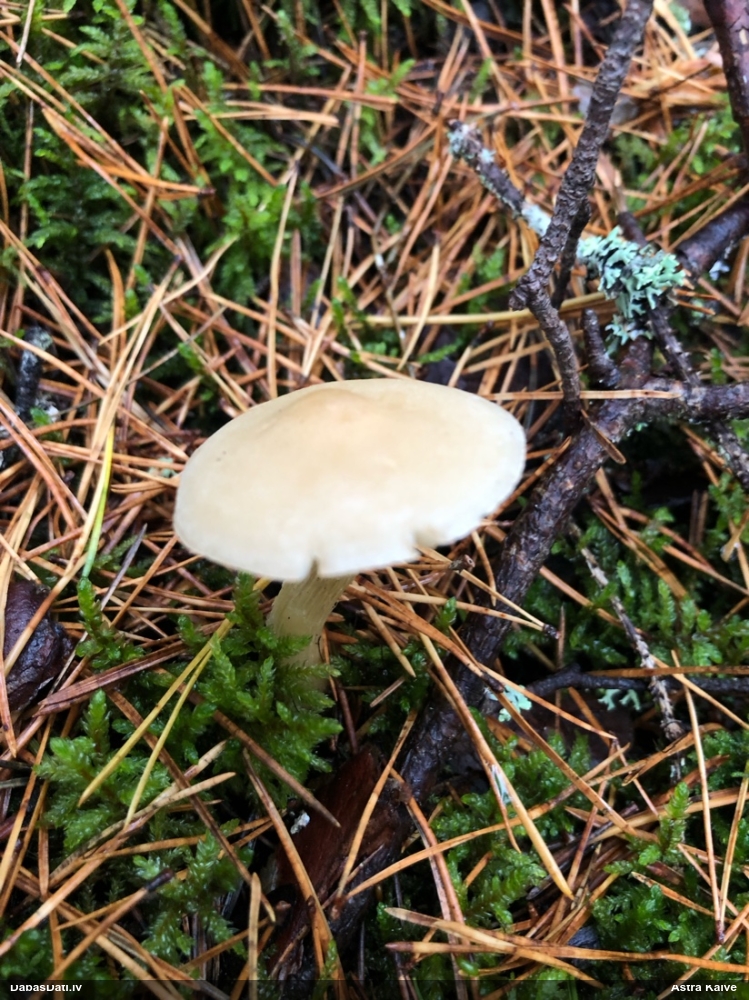 Lapiņsēne (nenoteikta)