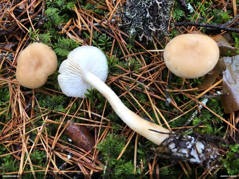 Lapiņsēne (nenoteikta)