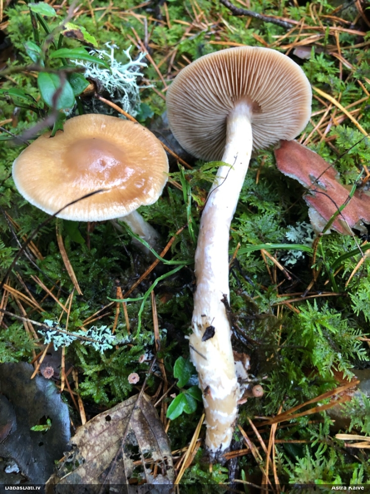 Tīmeklene Cortinarius sp.