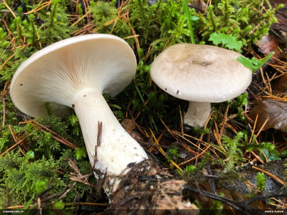Dūmainā aplocene, piltuvene, liepene