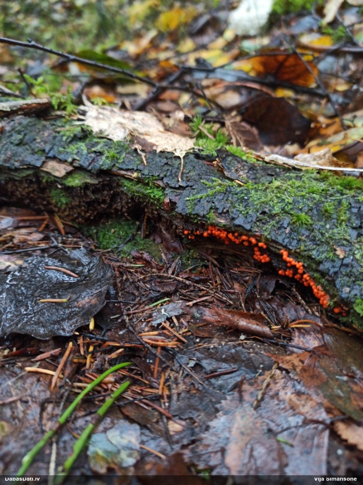 Krāterformas trihija