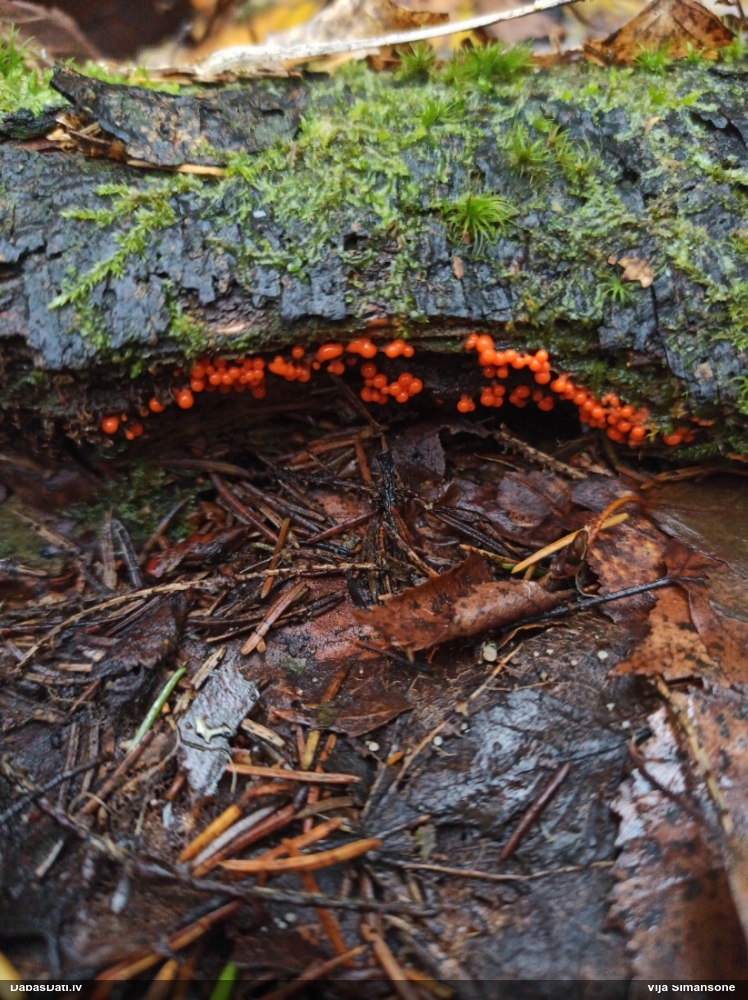 Krāterformas trihija