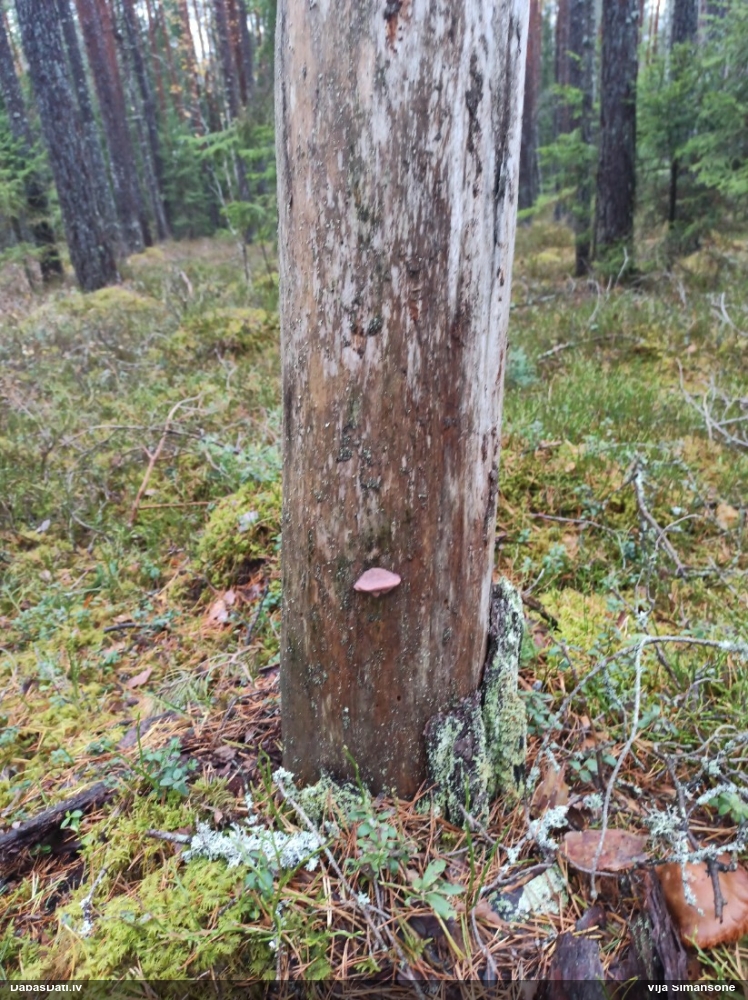 Maigā mīkstpore