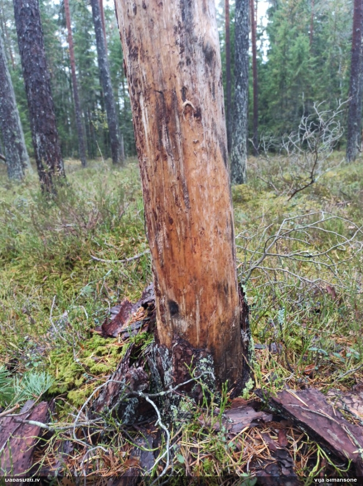 Tumsnējā šokolādes gļotsēne