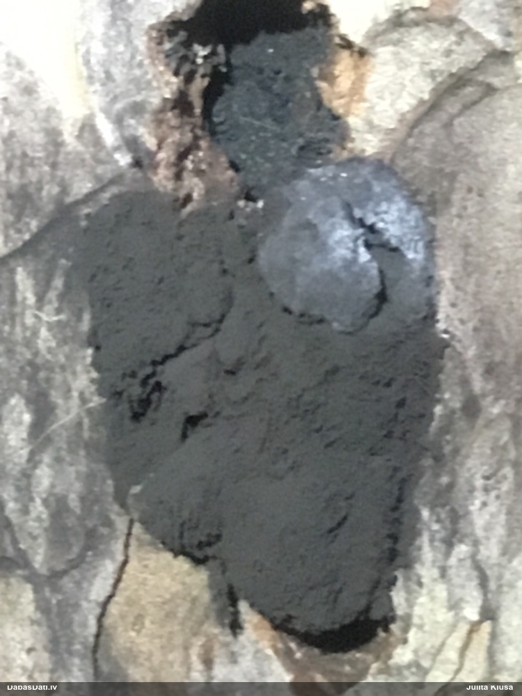Melnā plaispika