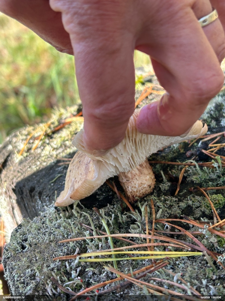Zvīņainā sīkstene
