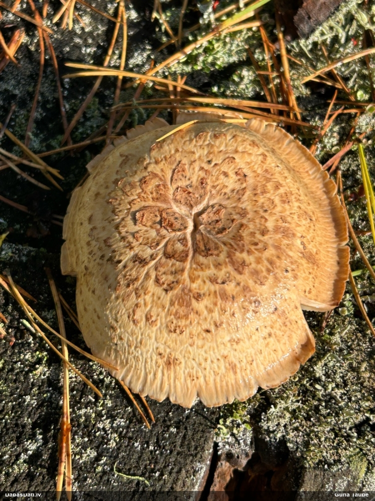 Zvīņainā sīkstene