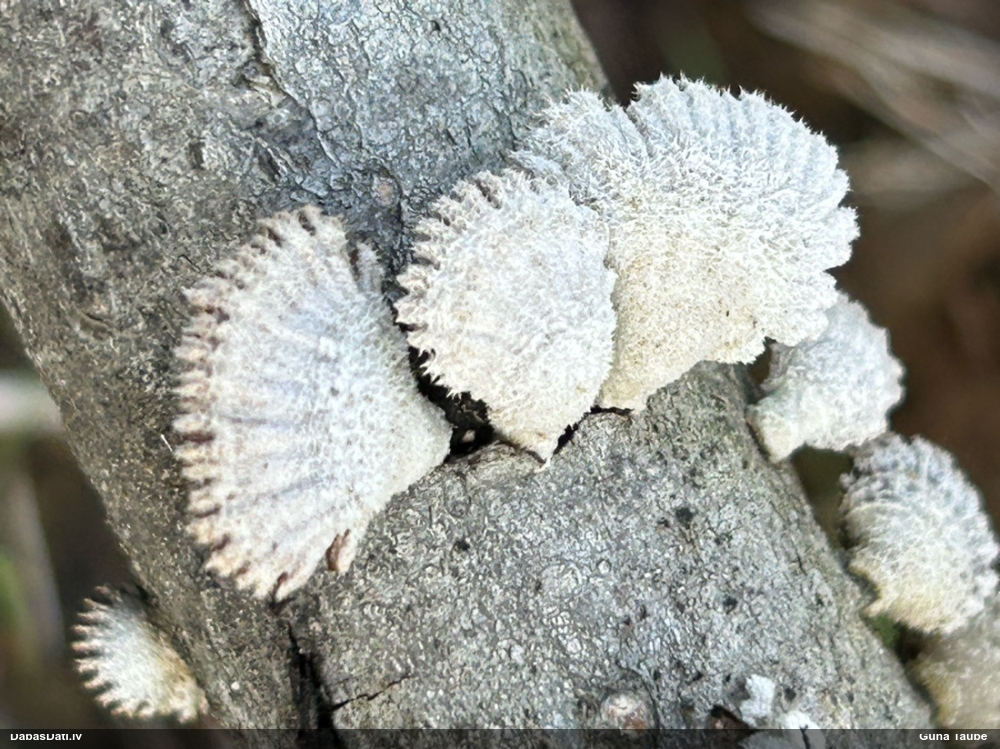 Common Split Gill