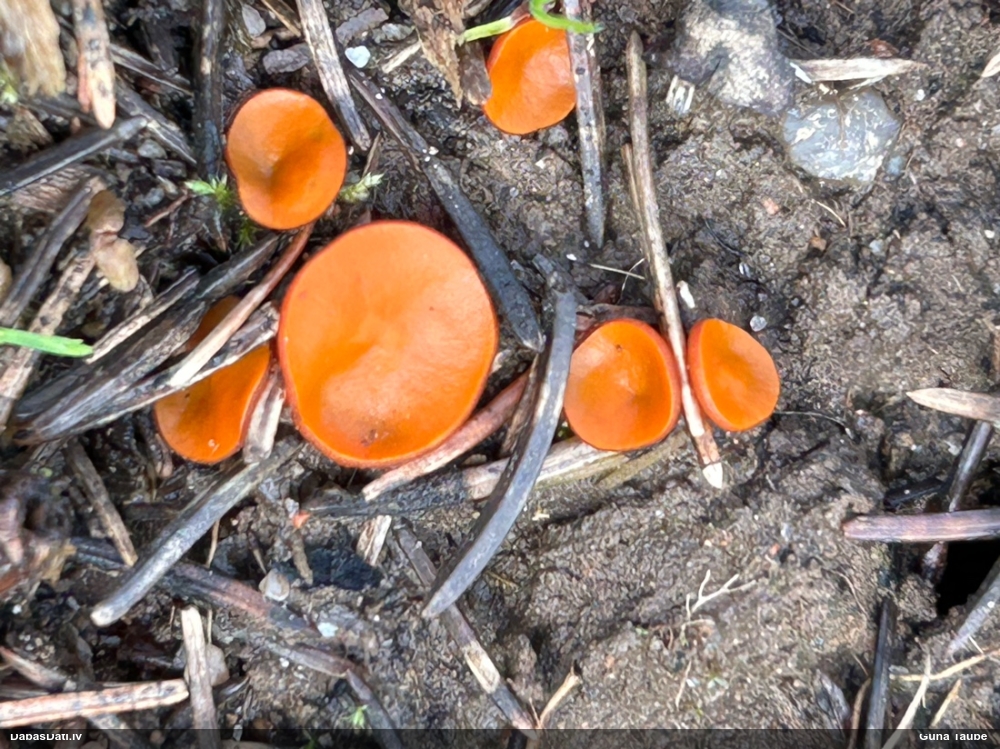 Zeltainā aleirija (oranžā spulgaine)
