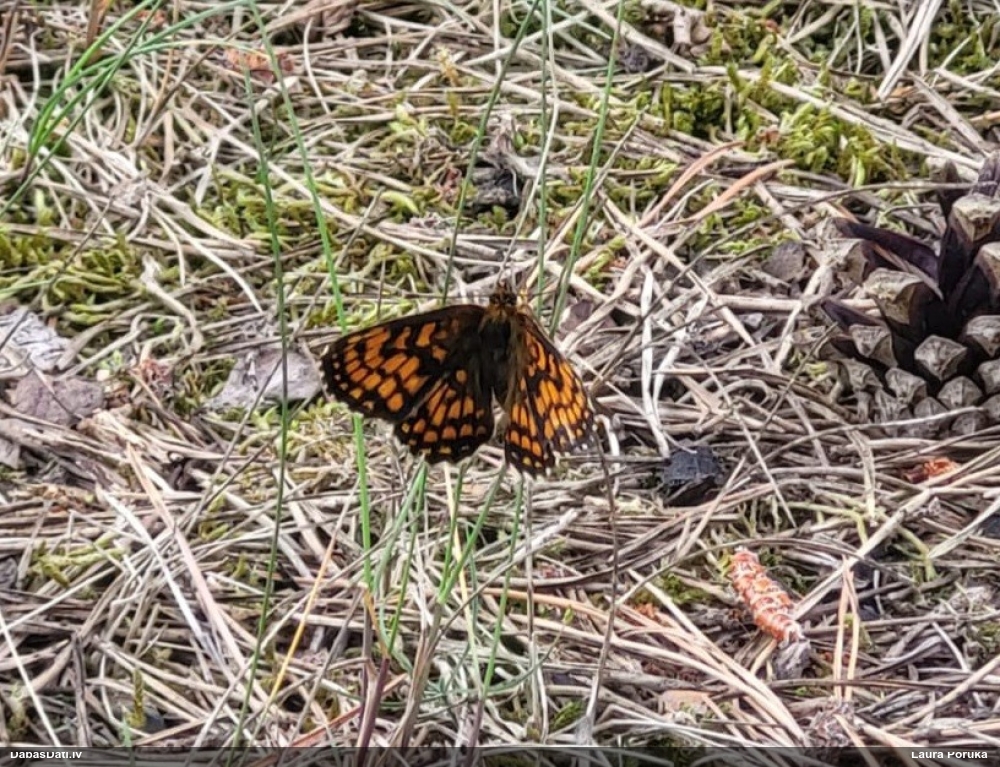 Parastais pļavraibenis