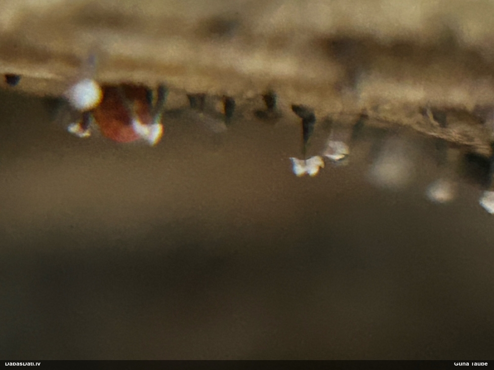 Nokarenā pumpurīte