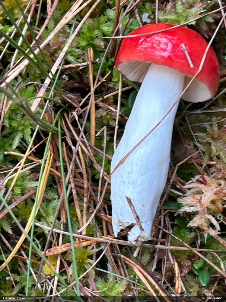 Purva bērzlape