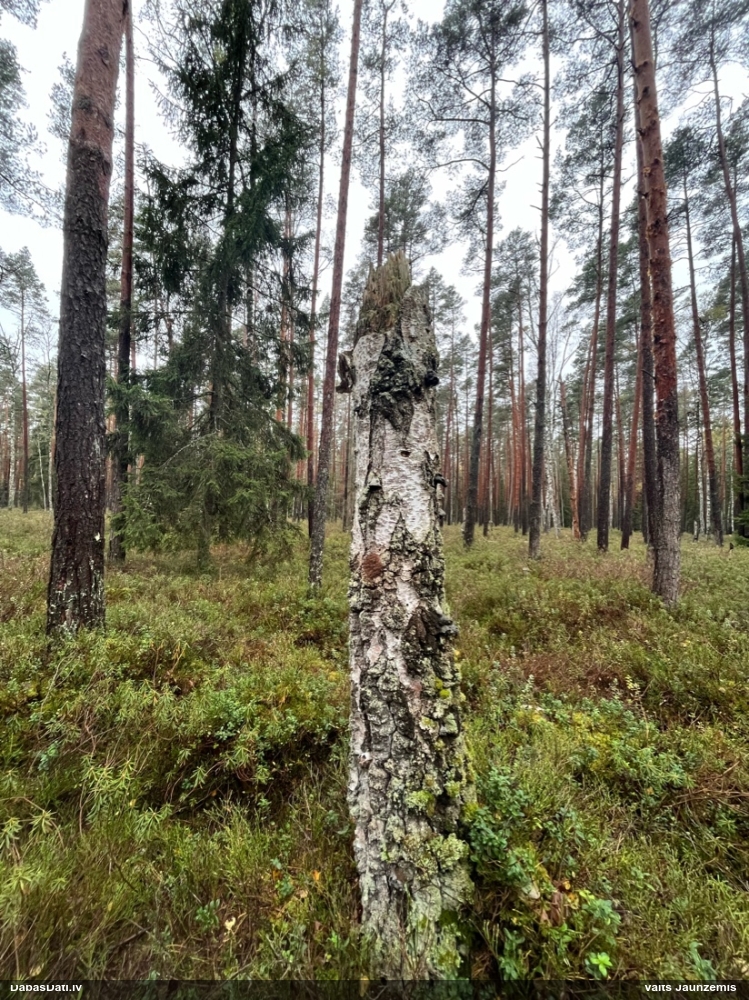 Neīstais pūpēdis, parastais gļotpūpēdis