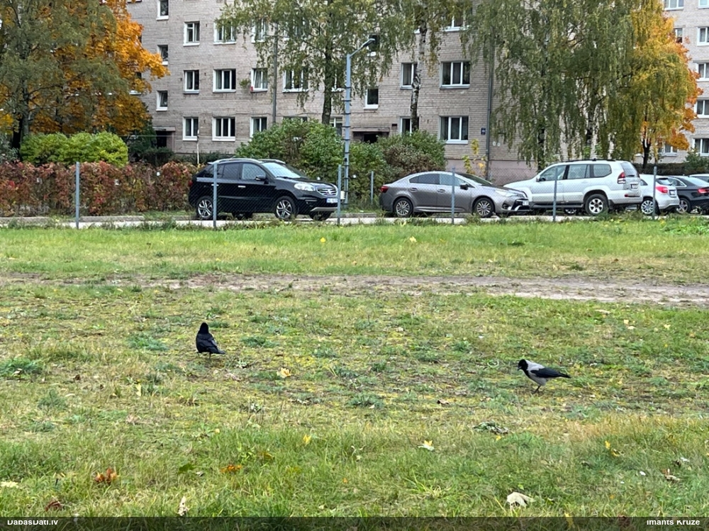 грач