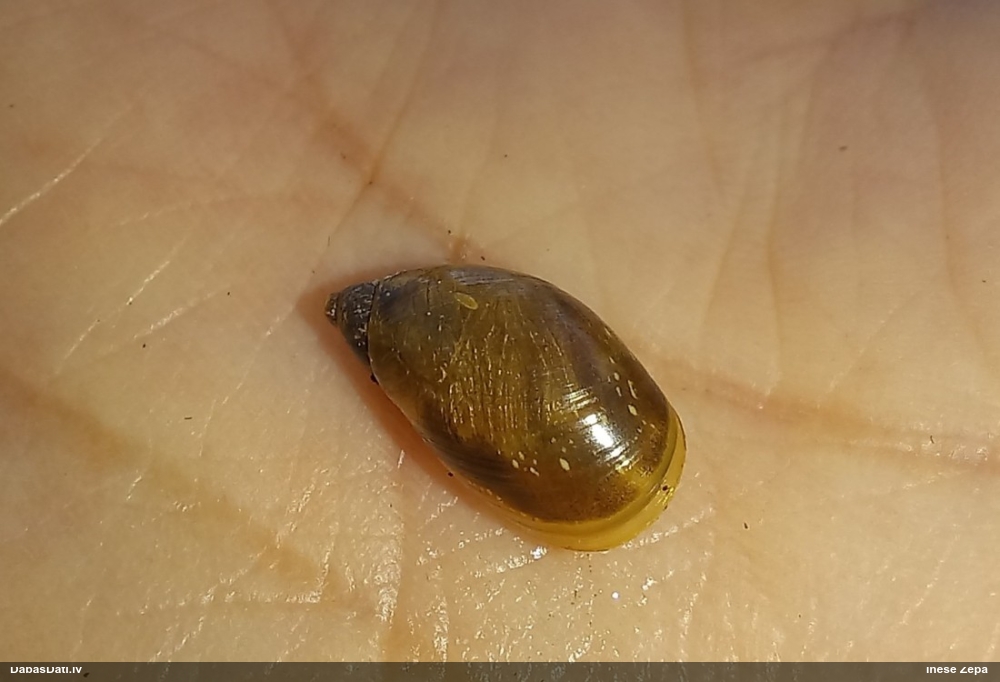 Dzintargliemezis Succinea sp.