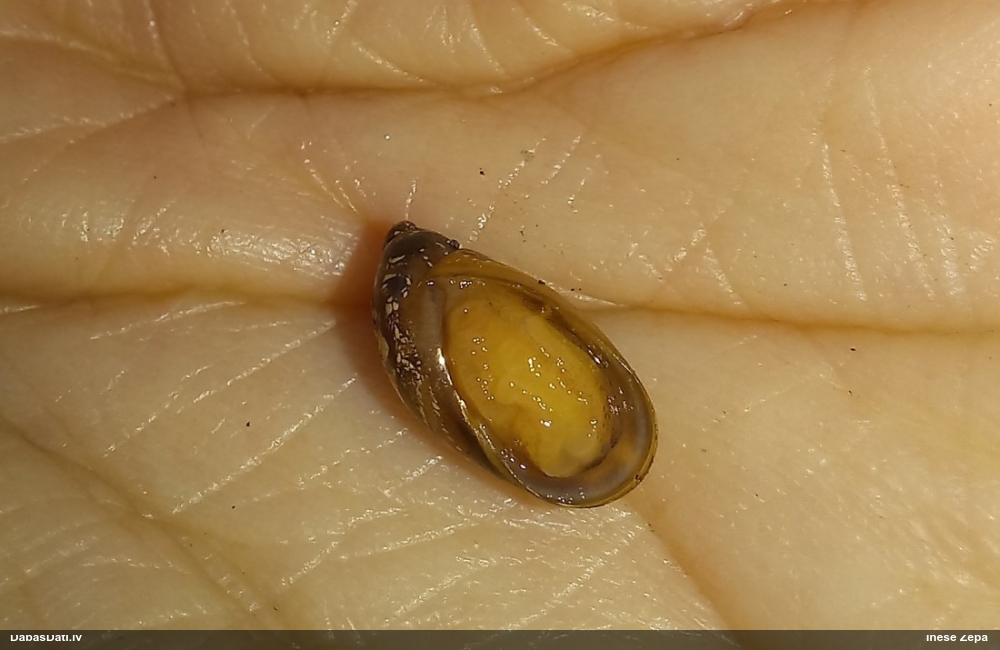 Dzintargliemezis Succinea sp.