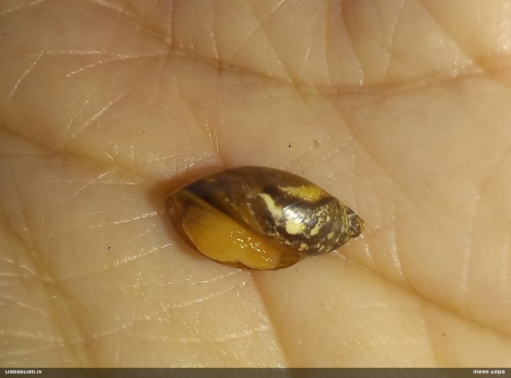 Dzintargliemezis Succinea sp.