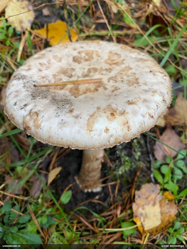 Makstsēne, mušmire (nenoteikta)