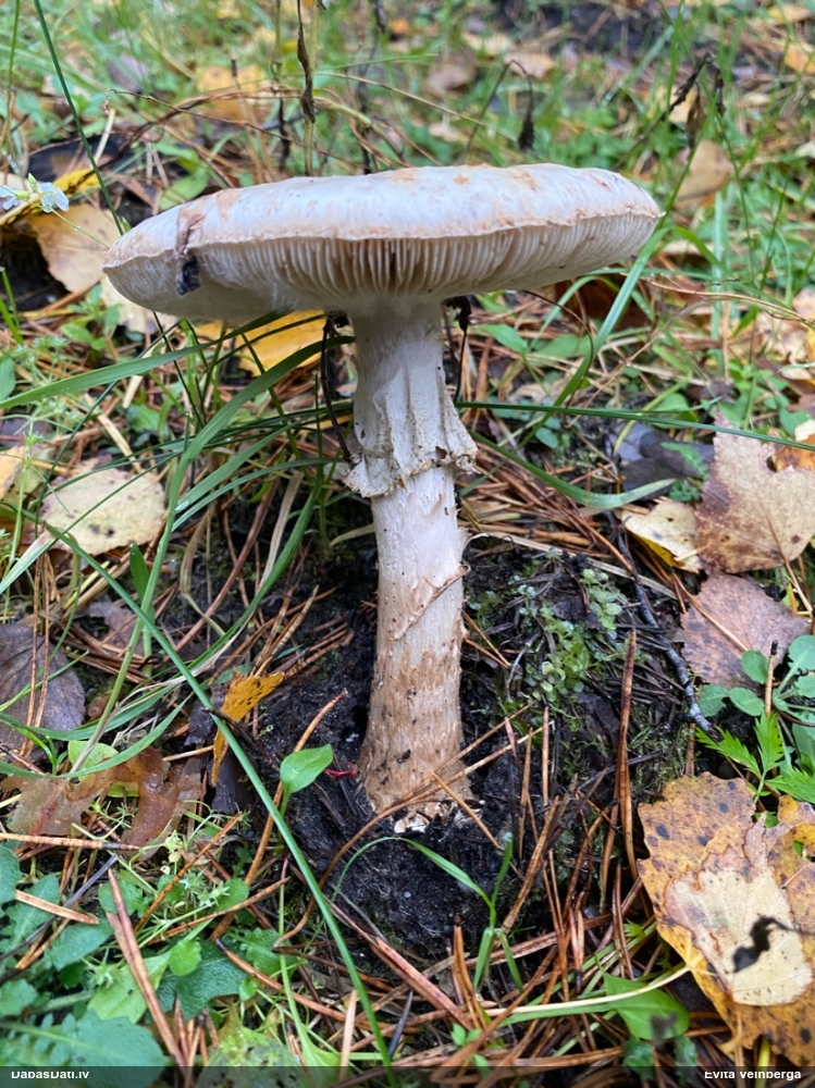 Makstsēne, mušmire (nenoteikta)
