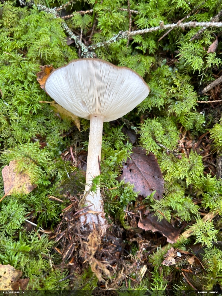 Sārtlapīte (nenoteikta)