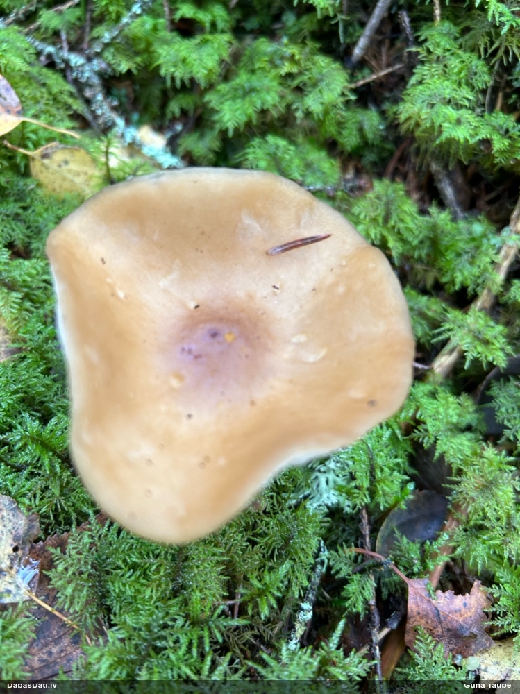 Sārtlapīte (nenoteikta)