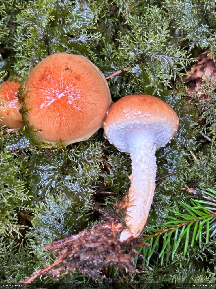 Virpainīte (nenoteikta)