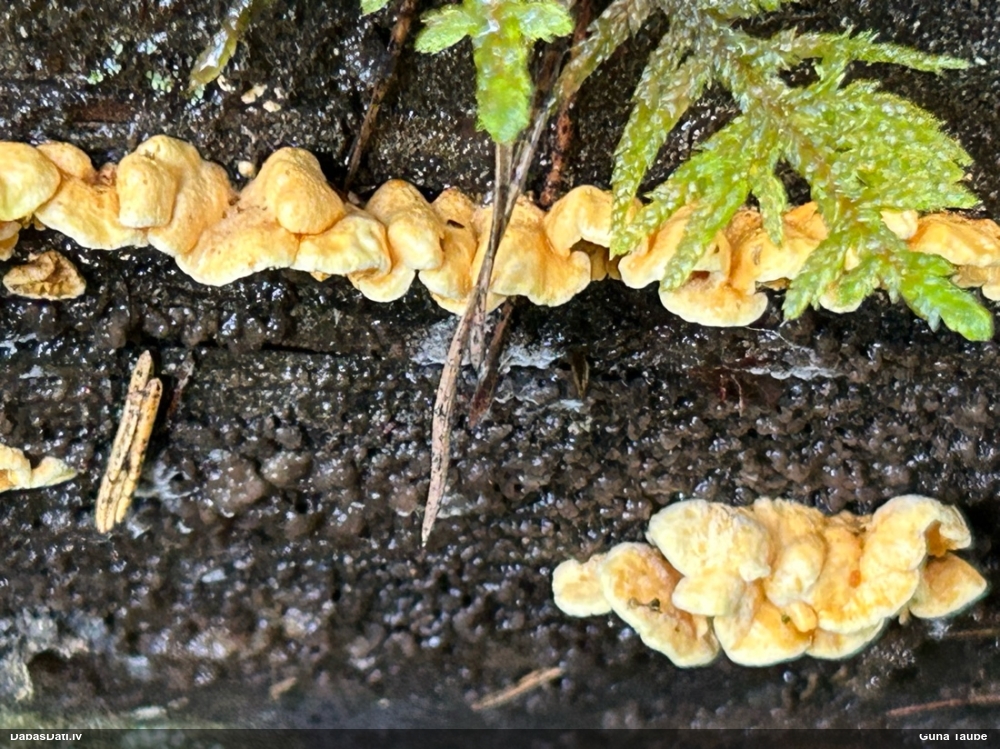 Sēne (nenoteikta)