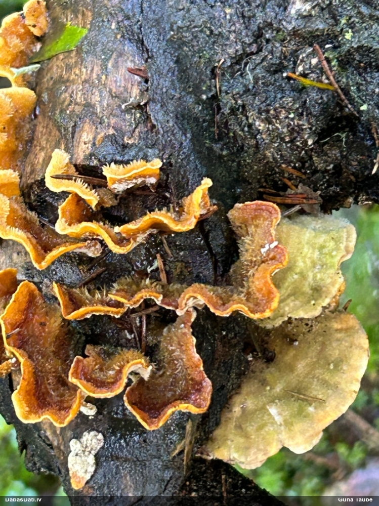 hairy Stereum