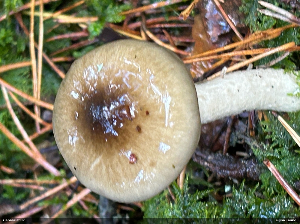 Olīvbaltā gliemezene