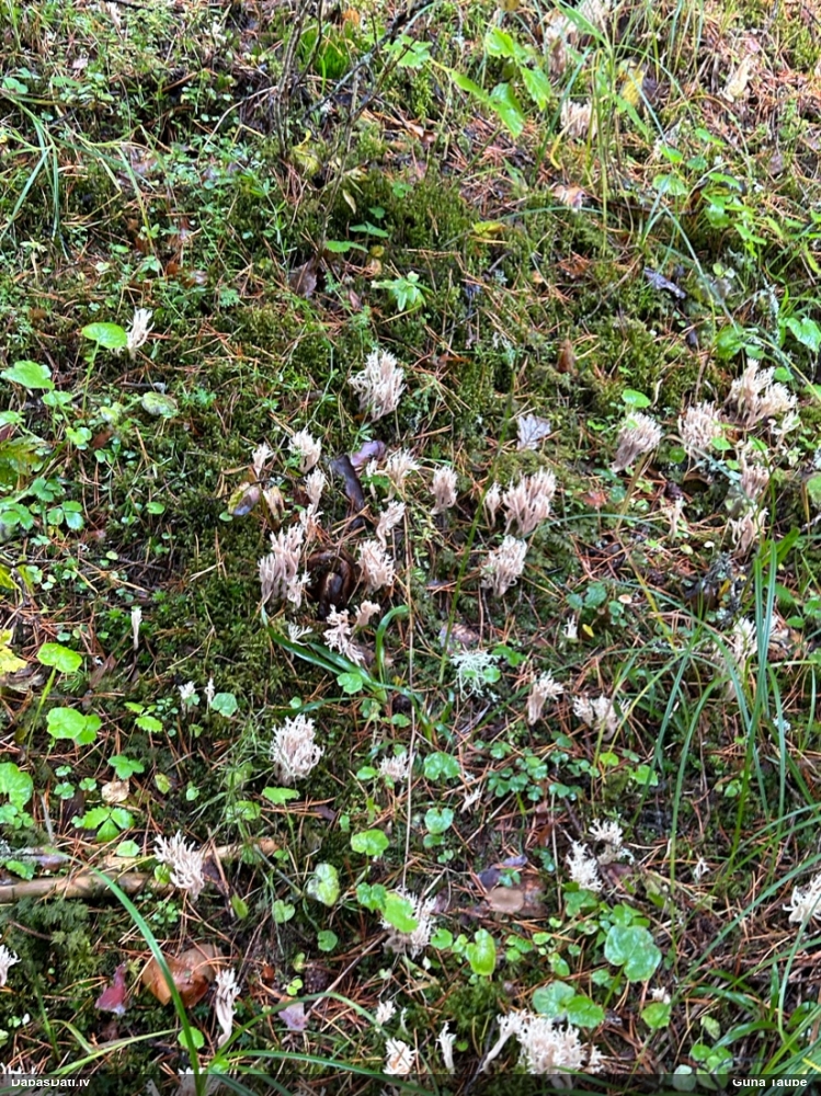 Vārpstene (nenoteikta)