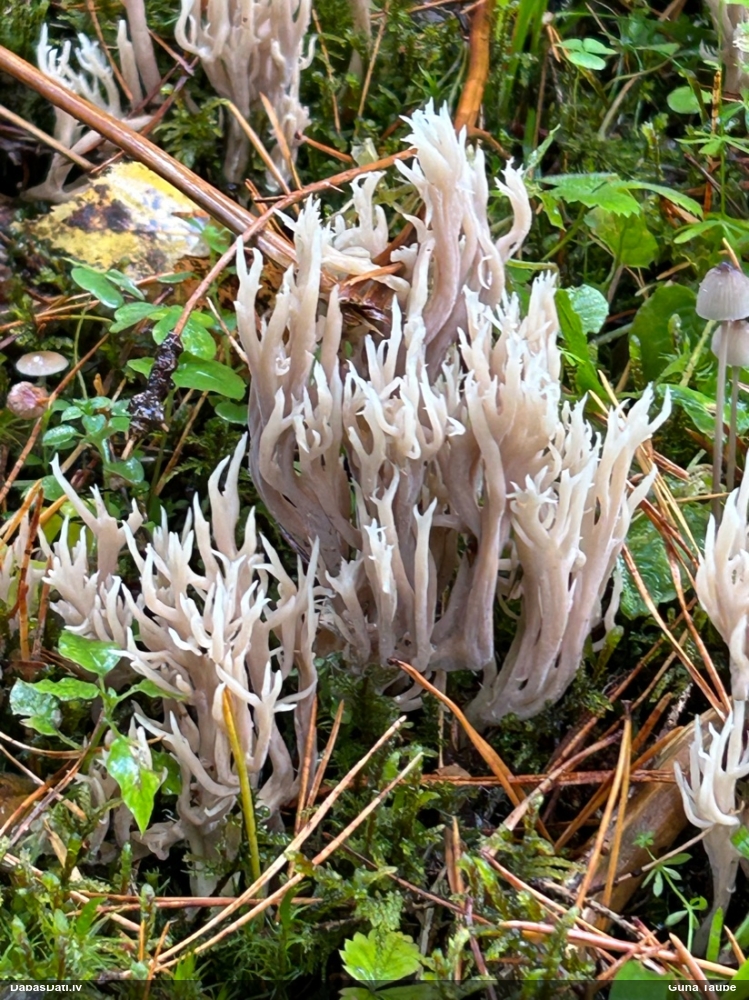 Vārpstene (nenoteikta)