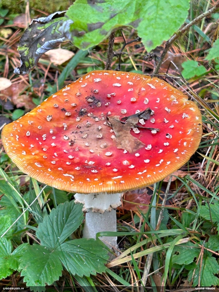 красный мухомор