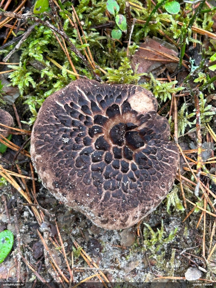 pursla
