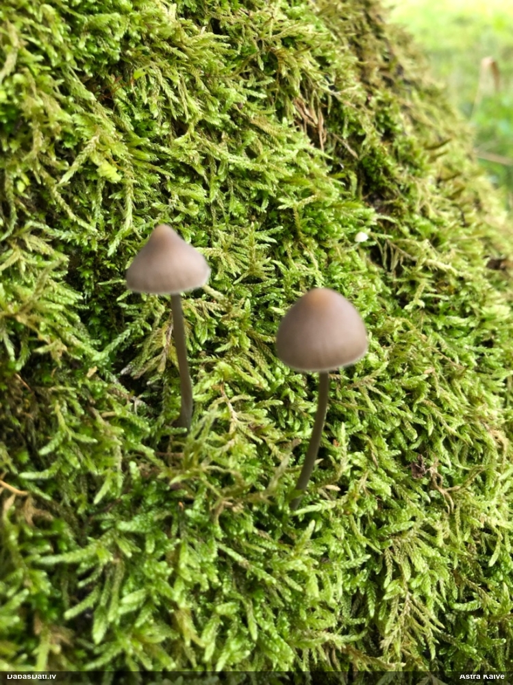 Sēntiņa (nenoteikta)
