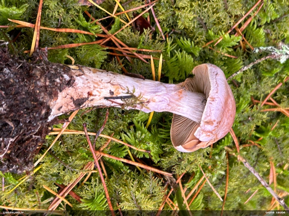 Tīmeklene Cortinarius sp.