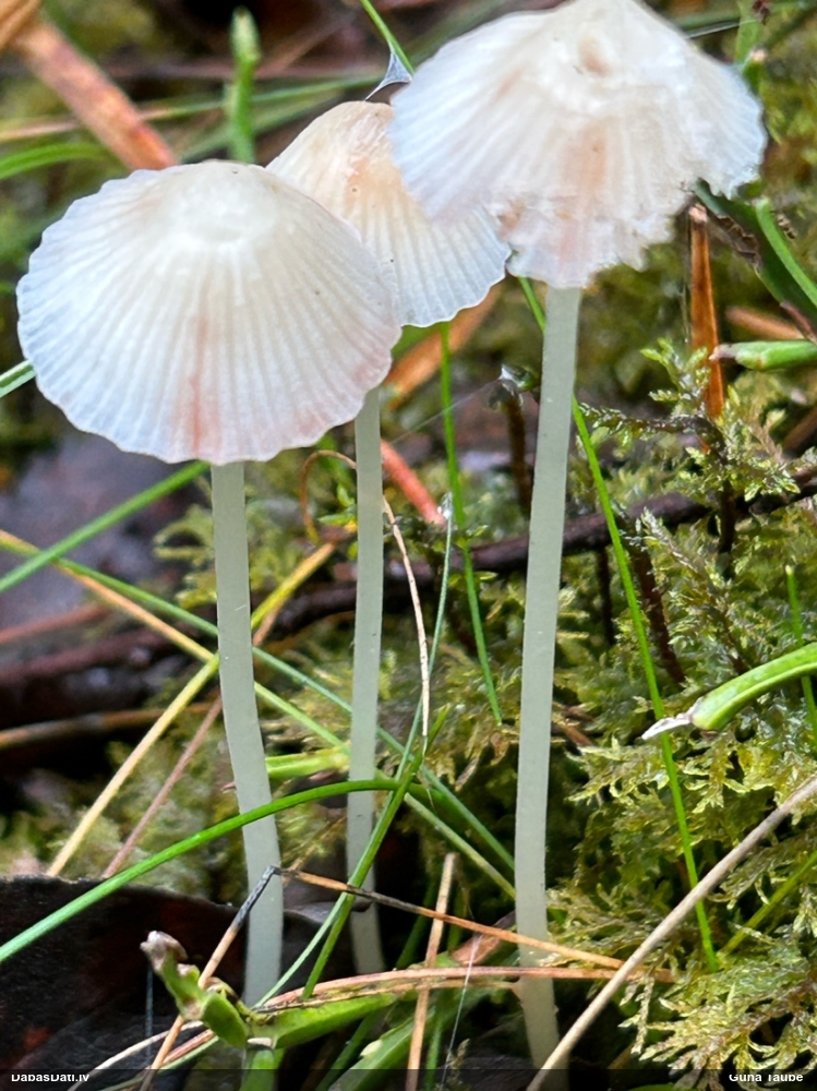 Sēntiņa (nenoteikta)